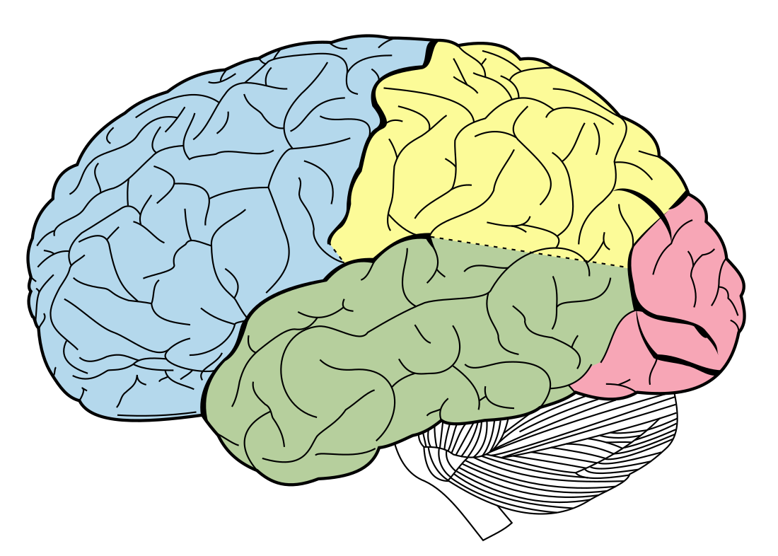 Frontal lobe